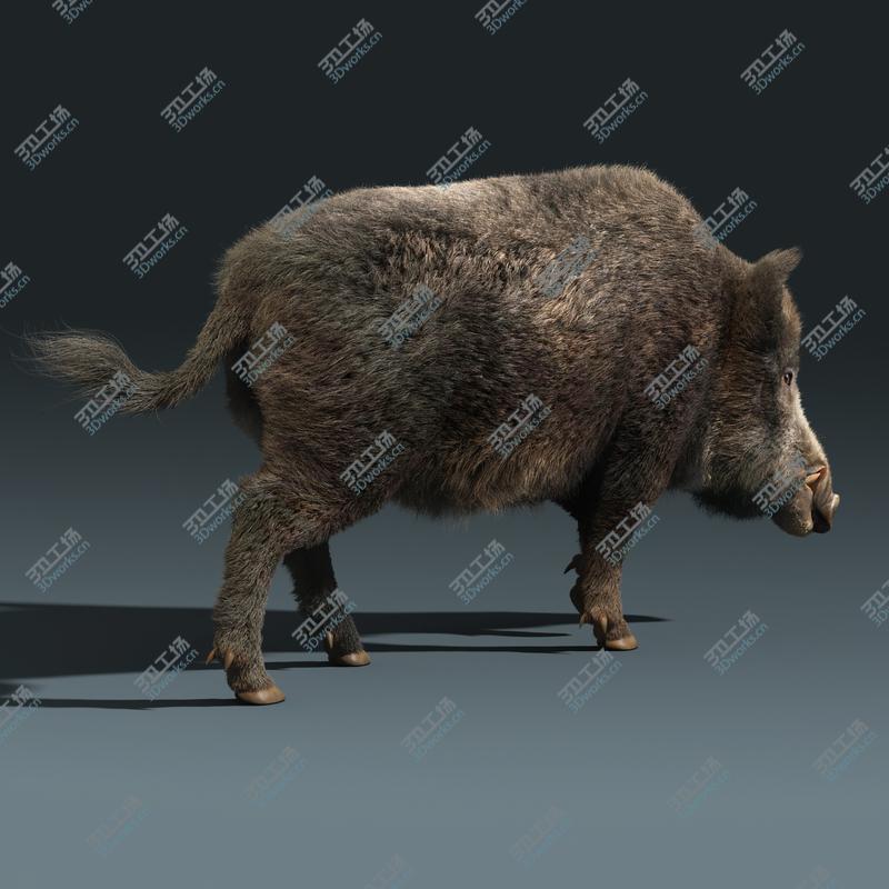 images/goods_img/20210113/Wild Boar(FUR)(RIGGED)/2.jpg